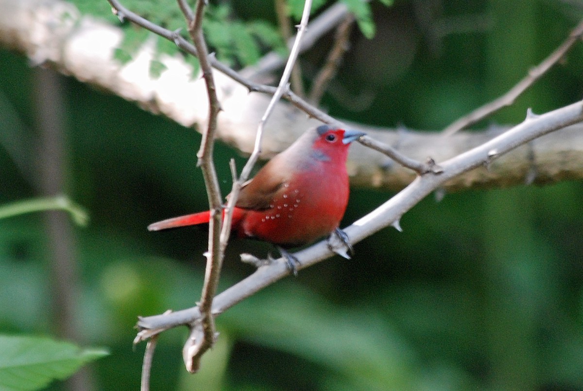 Reichenow's Firefinch - ML45276451