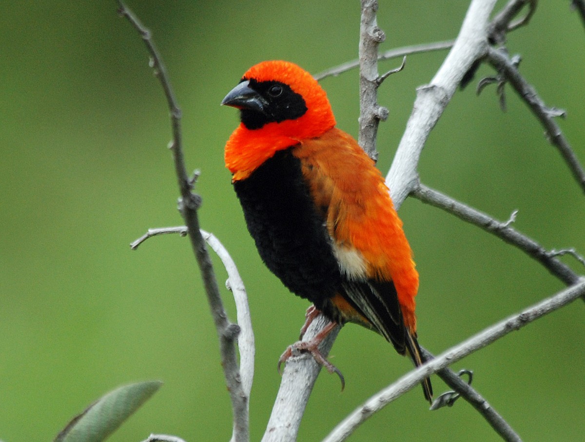 Black-winged Bishop - Nigel Voaden