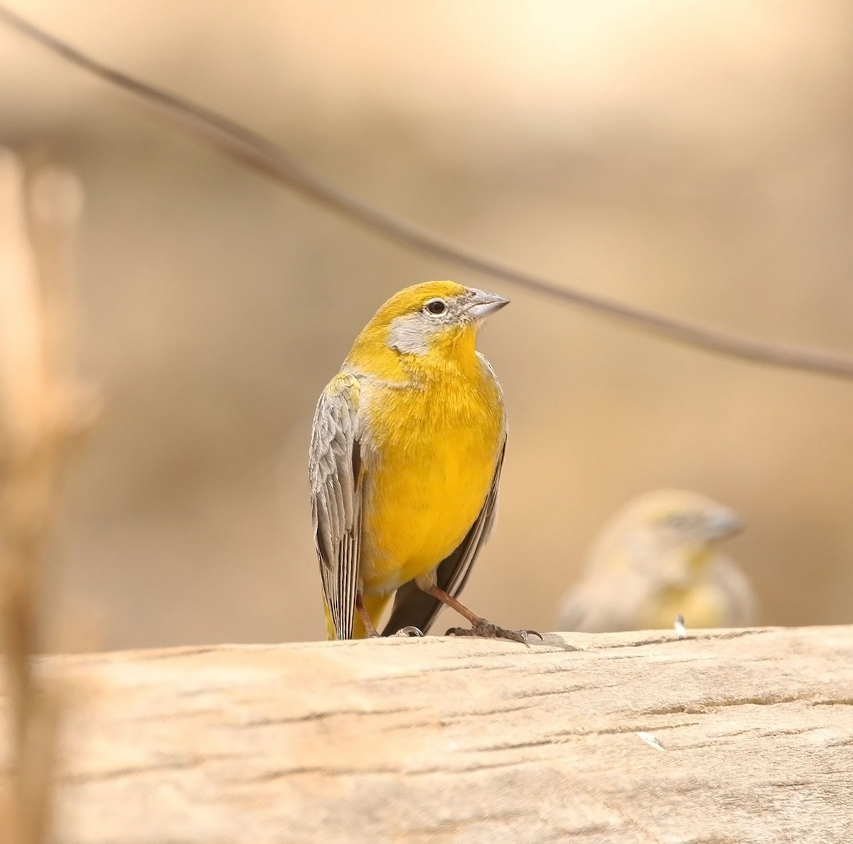 Bright-rumped Yellow-Finch - ML452764941