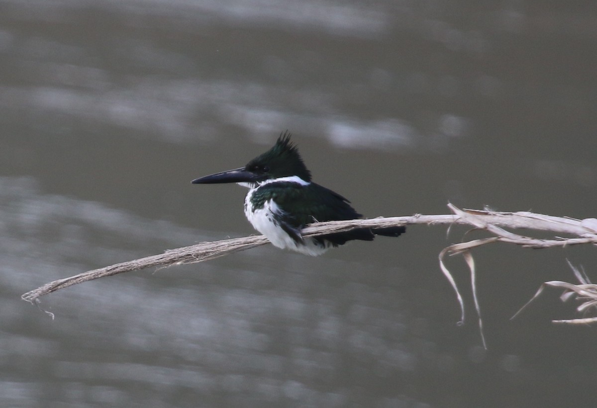Amazon Kingfisher - ML45276501