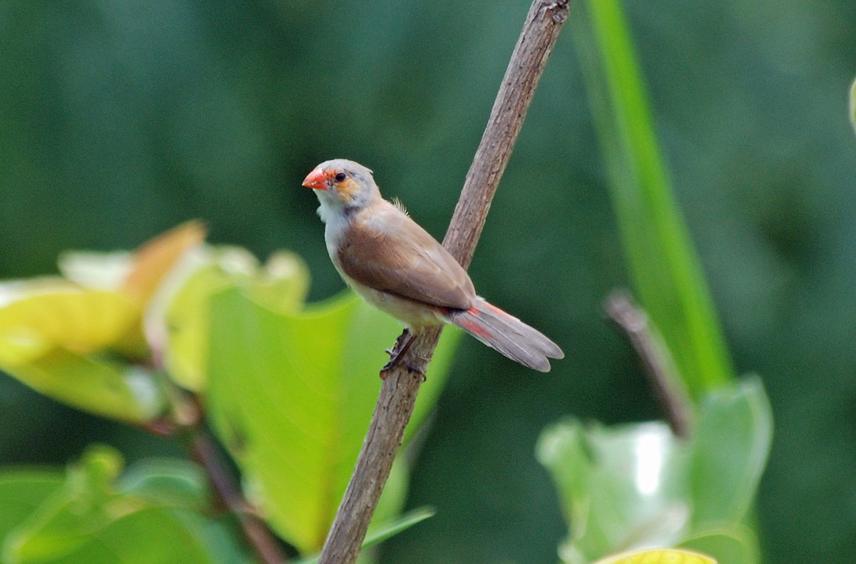 Orange-cheeked Waxbill - Nigel Voaden