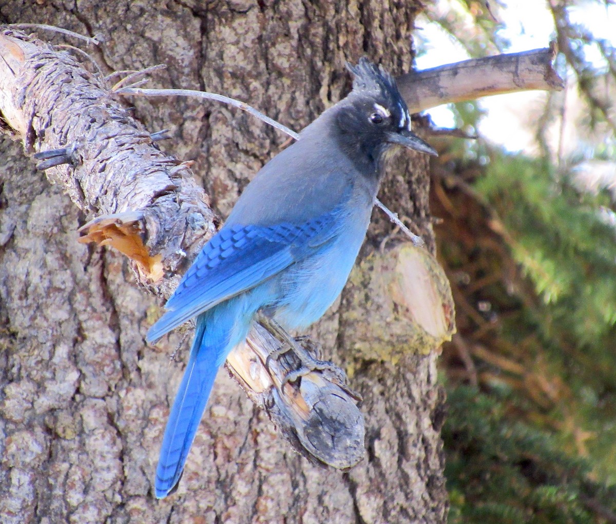 Steller's Jay - ML452765241