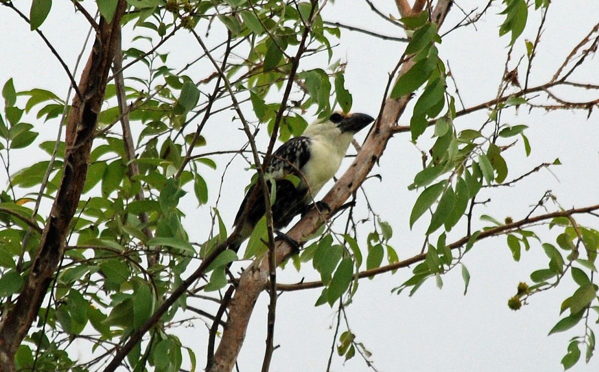 White-headed Barbet - Nigel Voaden