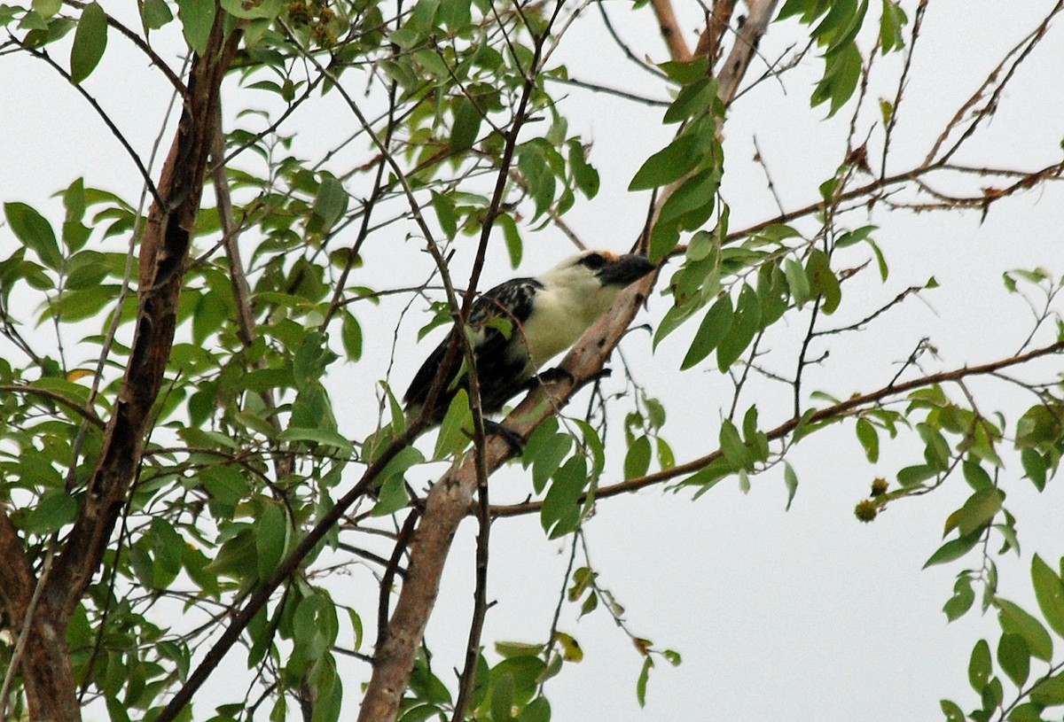 Weißkopf-Bartvogel - ML45276541