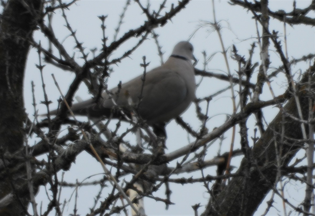 Eurasian Collared-Dove - ML452765681