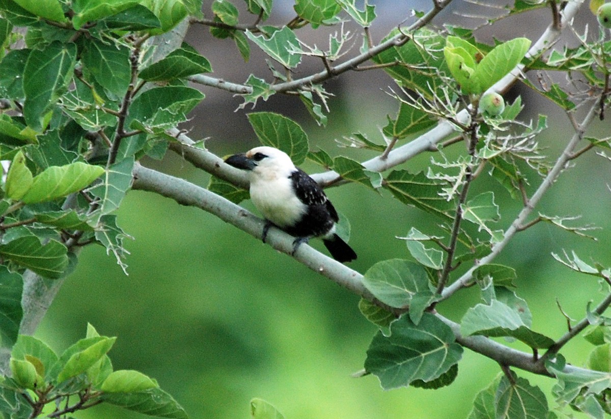 Weißkopf-Bartvogel - ML45276591