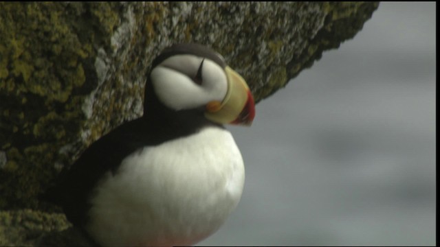 Horned Puffin - ML452766