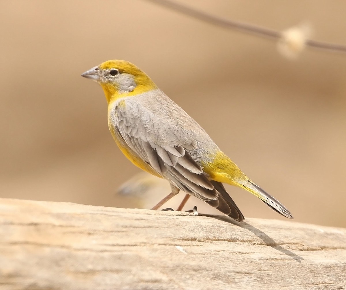 Bright-rumped Yellow-Finch - ML452766081
