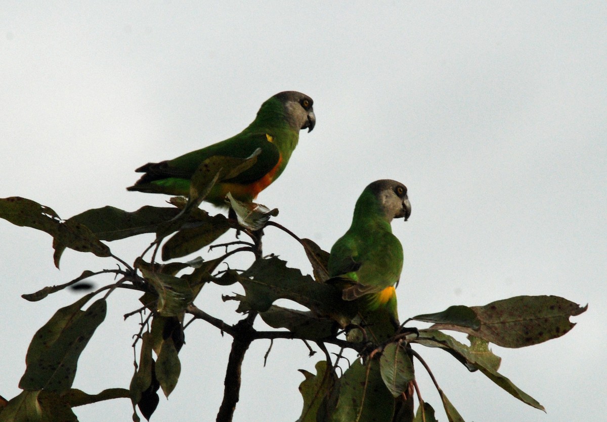 Senegal Parrot - ML45276701
