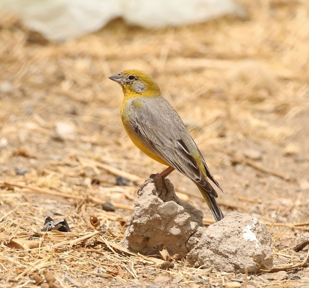 Bright-rumped Yellow-Finch - ML452767721