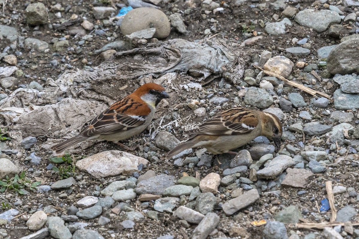 Russet Sparrow - Arijit Banerjee