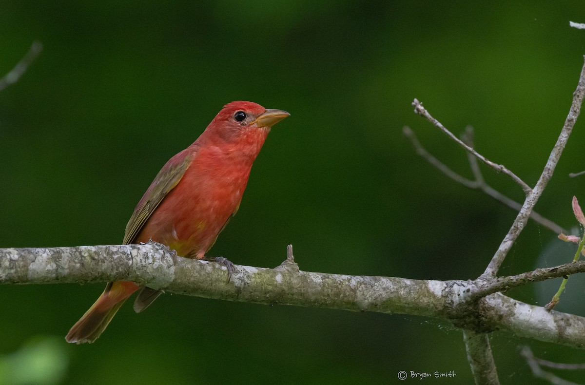 Scarlet Tanager - Bryan Smith