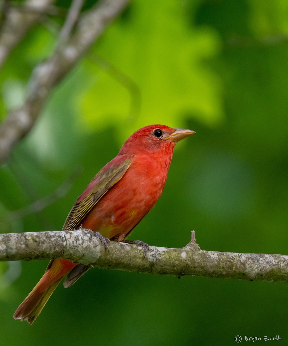 Scarlet Tanager - ML452768191