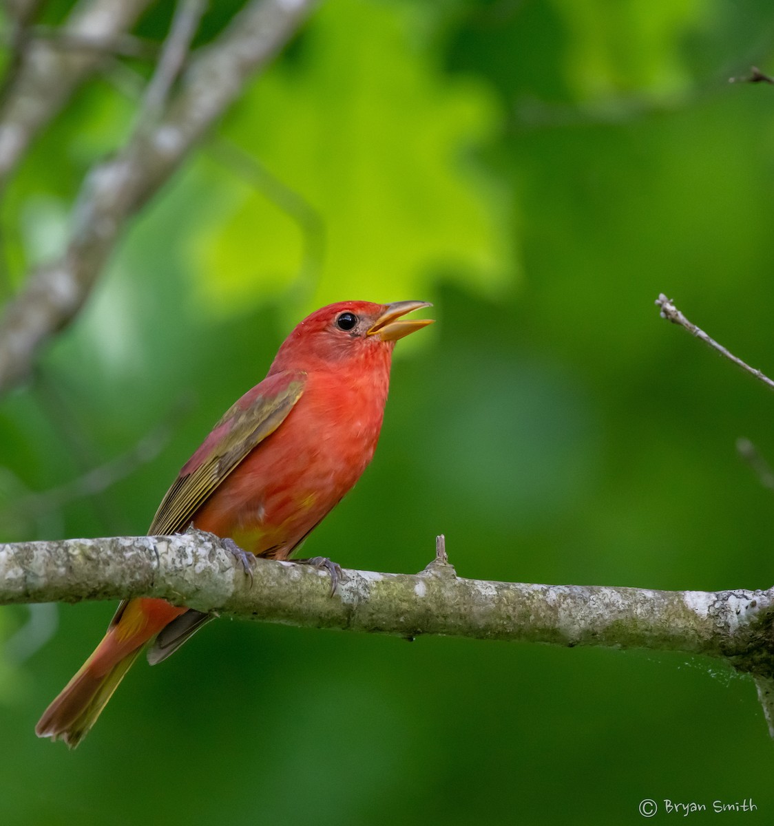 Scarlet Tanager - ML452768211