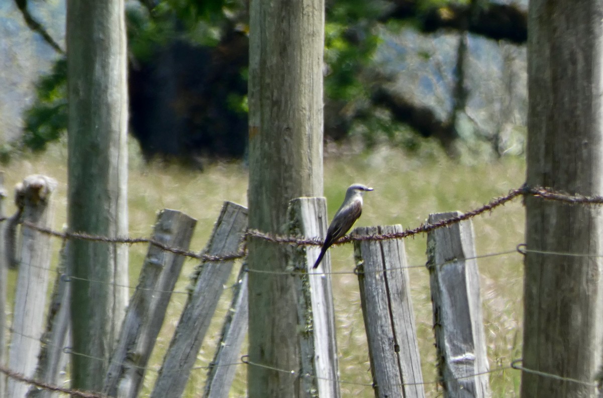 Western Kingbird - ML452769621