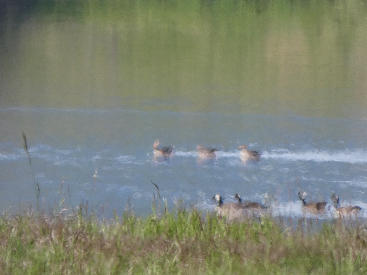 Greater White-fronted Goose - Ondie Ogston