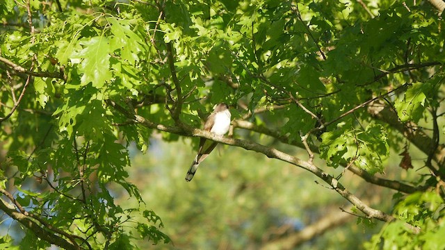 Yellow-billed Cuckoo - ML452771251