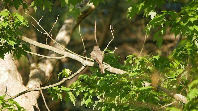 Yellow-billed Cuckoo - ML452771301