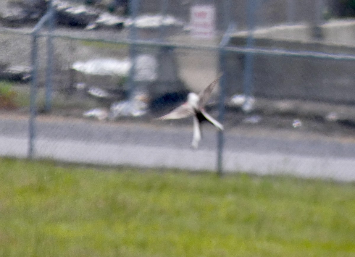 Scissor-tailed Flycatcher - ML452771541