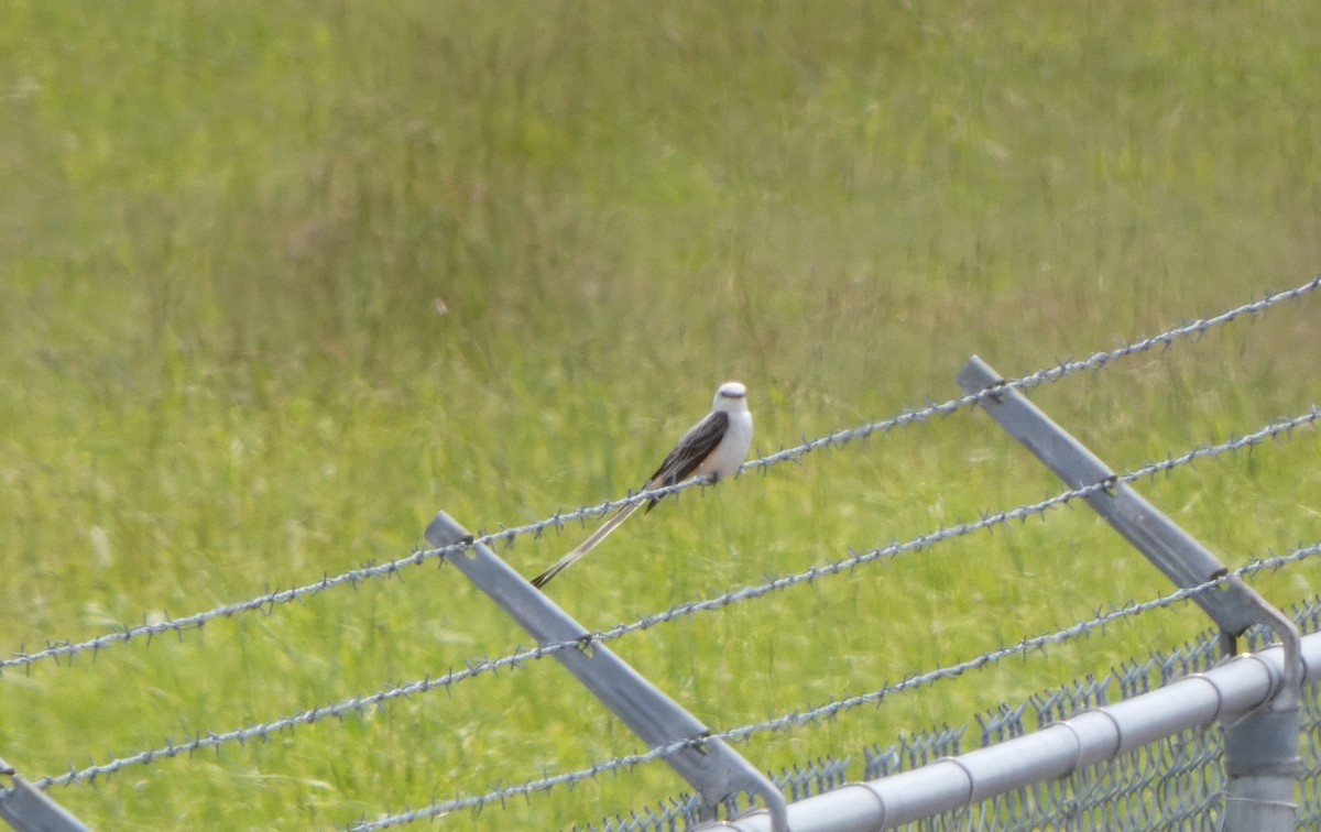 Scissor-tailed Flycatcher - ML452771551