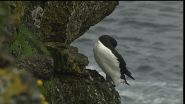 Thick-billed Murre - ML452773