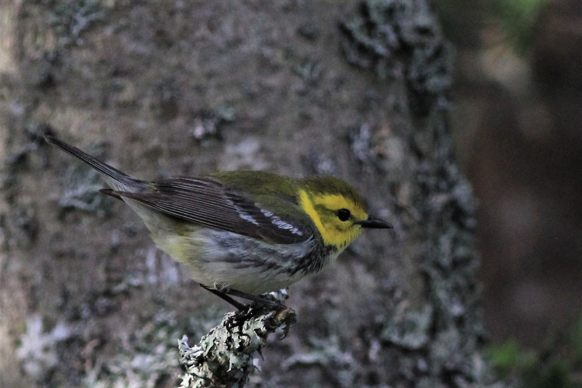 Black-throated Green Warbler - Harold Forsyth