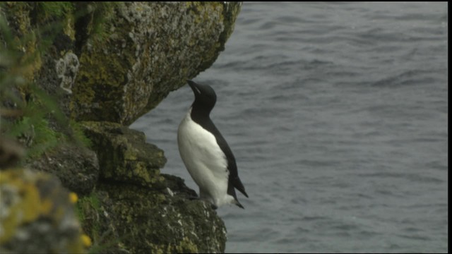 Thick-billed Murre - ML452774