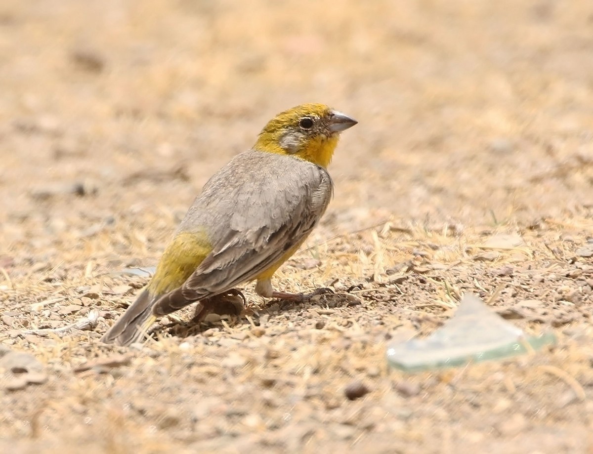 Bright-rumped Yellow-Finch - ML452774221
