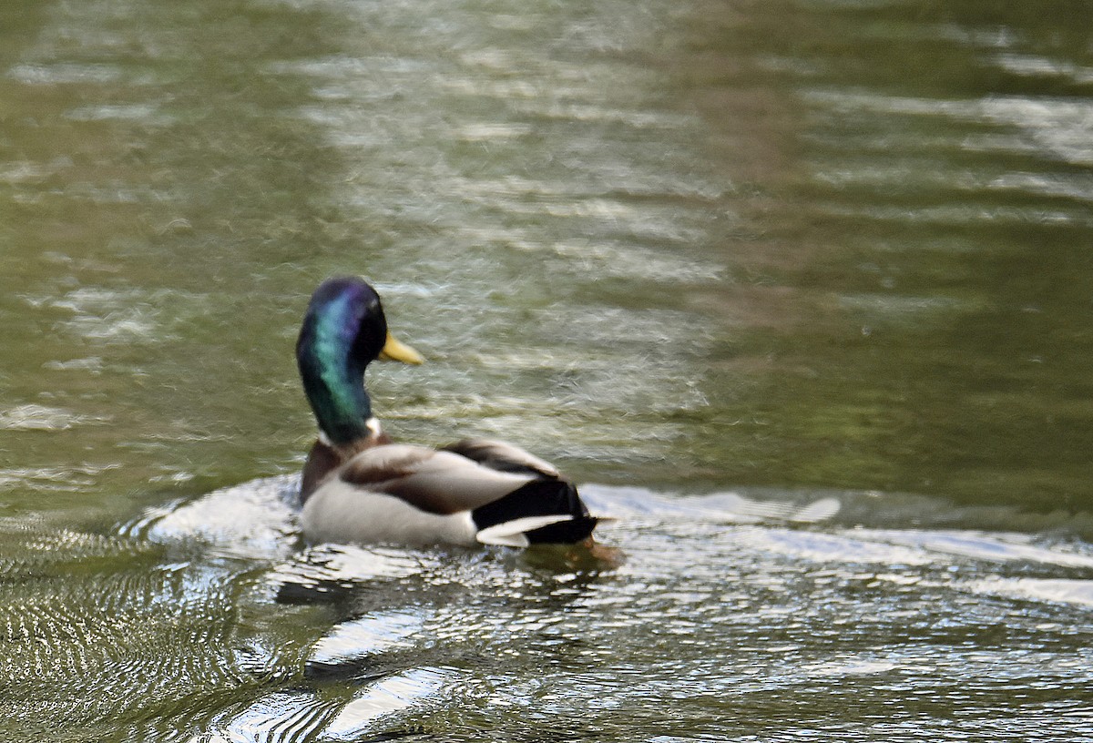 Canard colvert - ML452774231