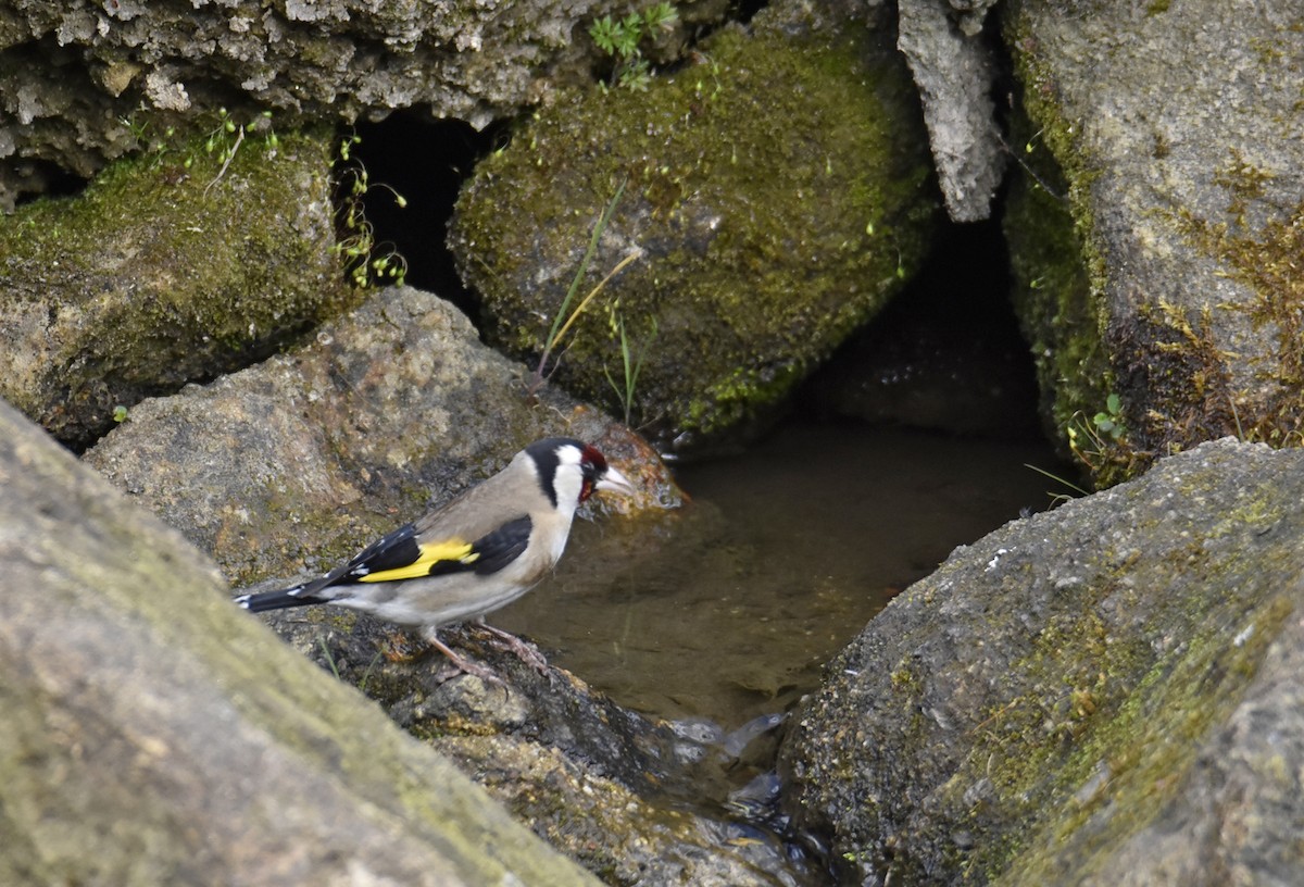 Chardonneret élégant - ML452774381