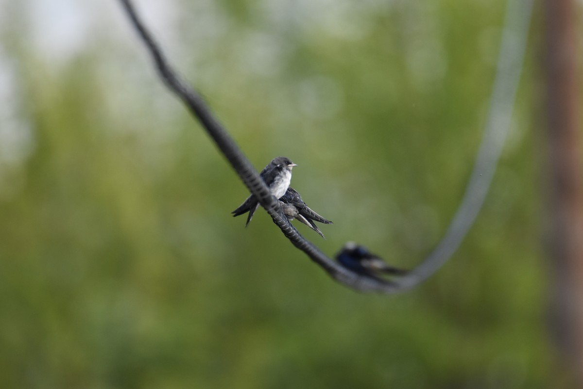 Barn Swallow - ML452774551