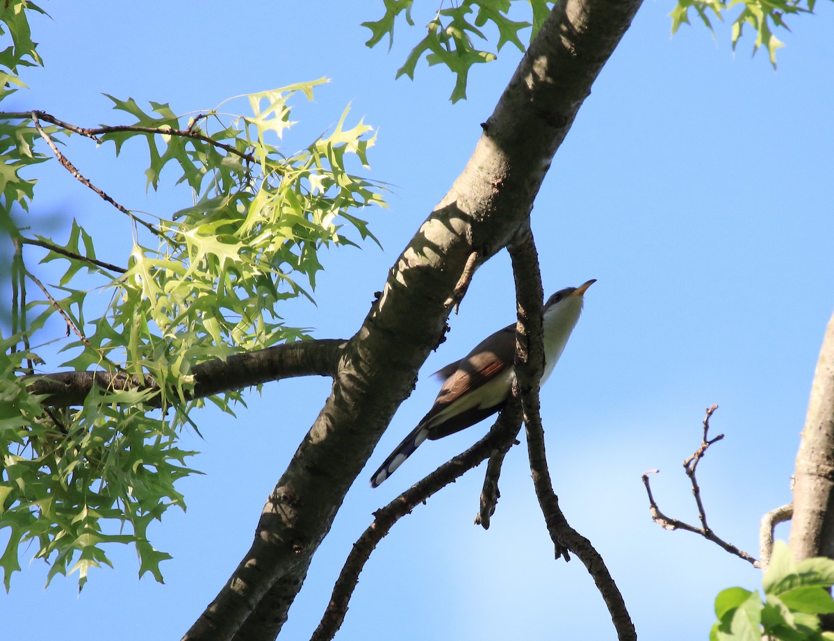 Yellow-billed Cuckoo - ML452774691