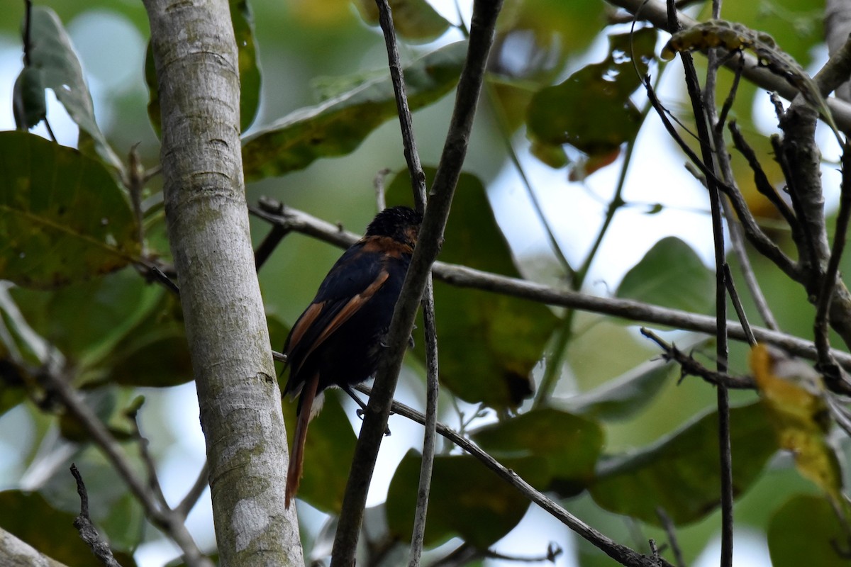 White-lined Tanager - ML452774881