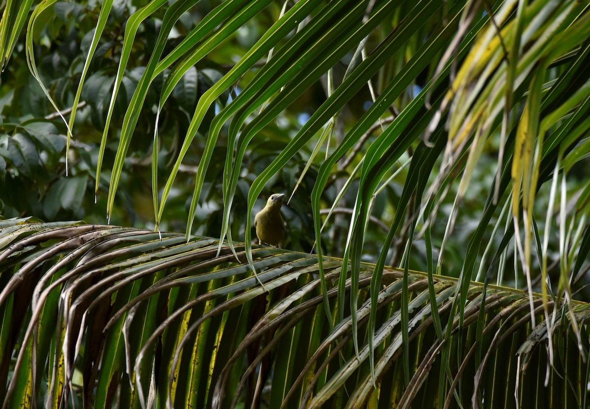 Palm Tanager - ML452775041