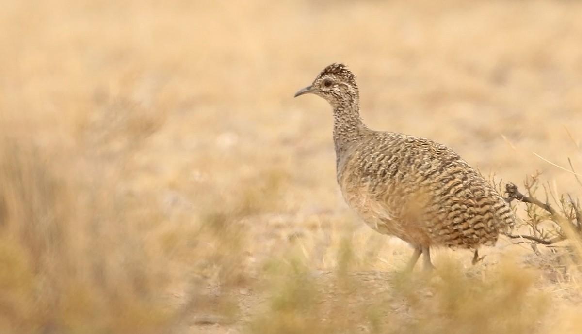 tinama zdobená - ML452775381