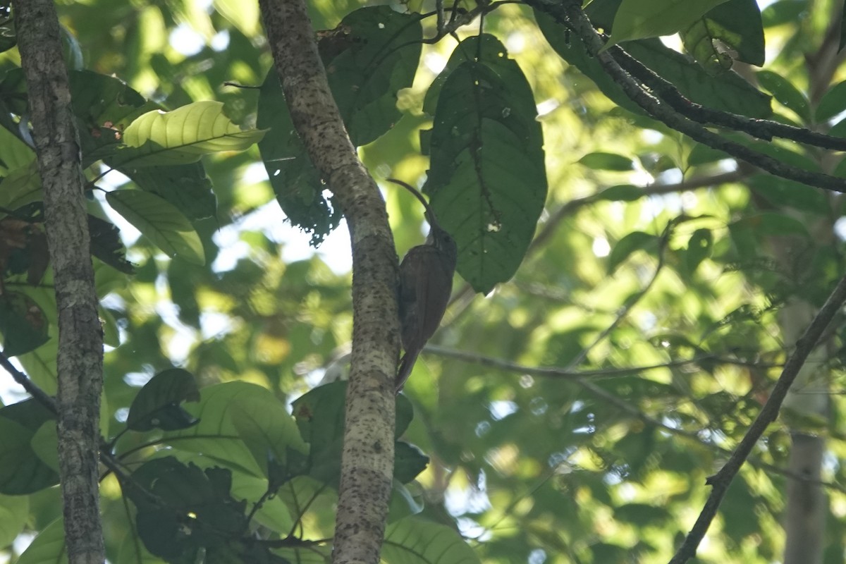 Tapajos Scythebill - ML452775871