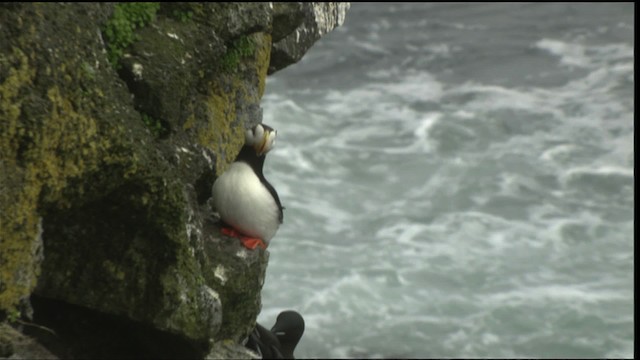 Horned Puffin - ML452776