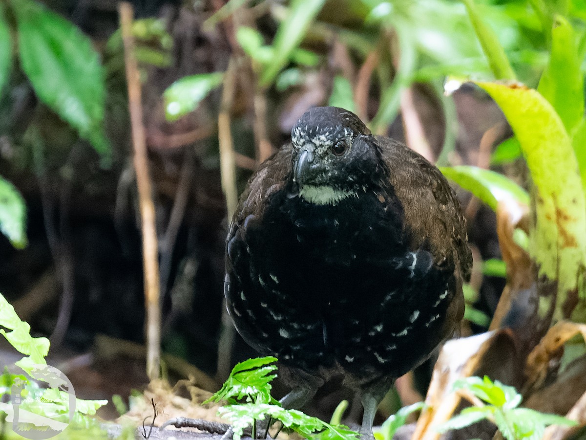 Black-breasted Wood-Quail - ML452777571