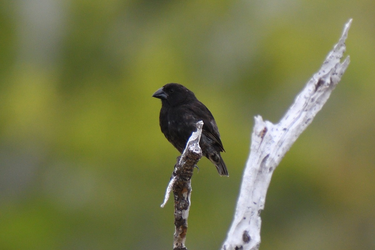 Medium Ground-Finch - ML452777831