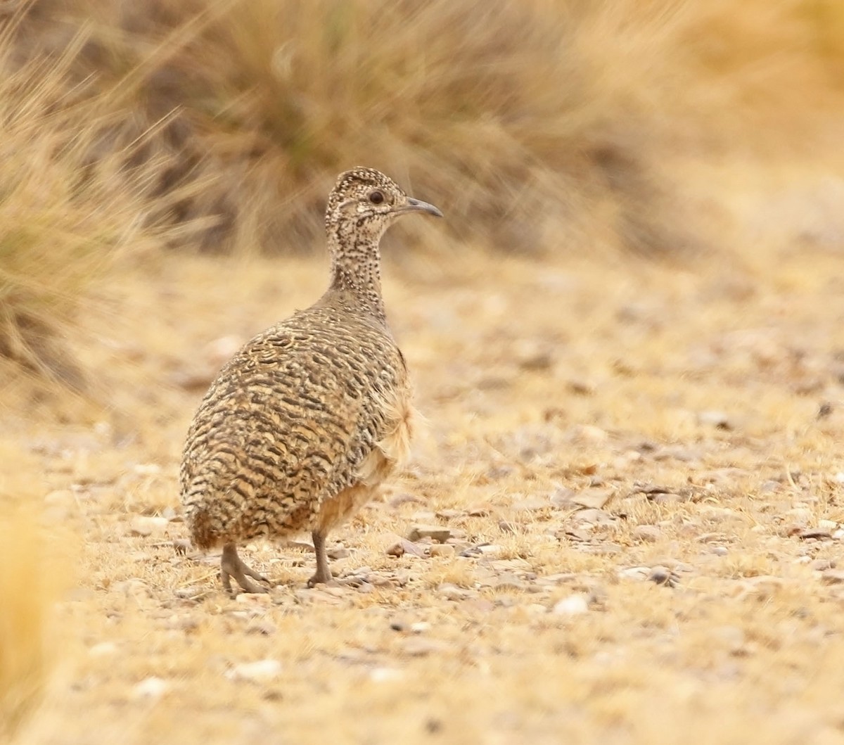 tinama zdobená - ML452778071