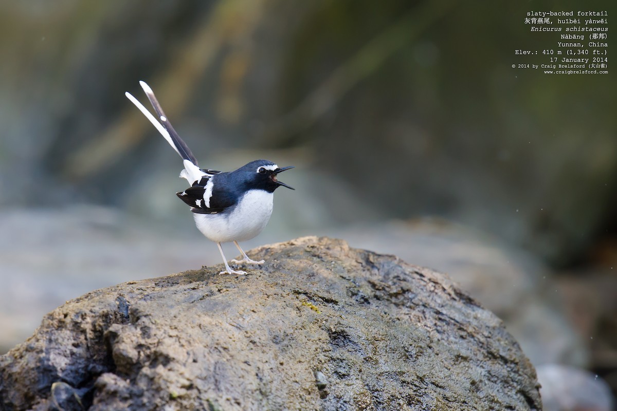 Slaty-backed Forktail - ML45277921