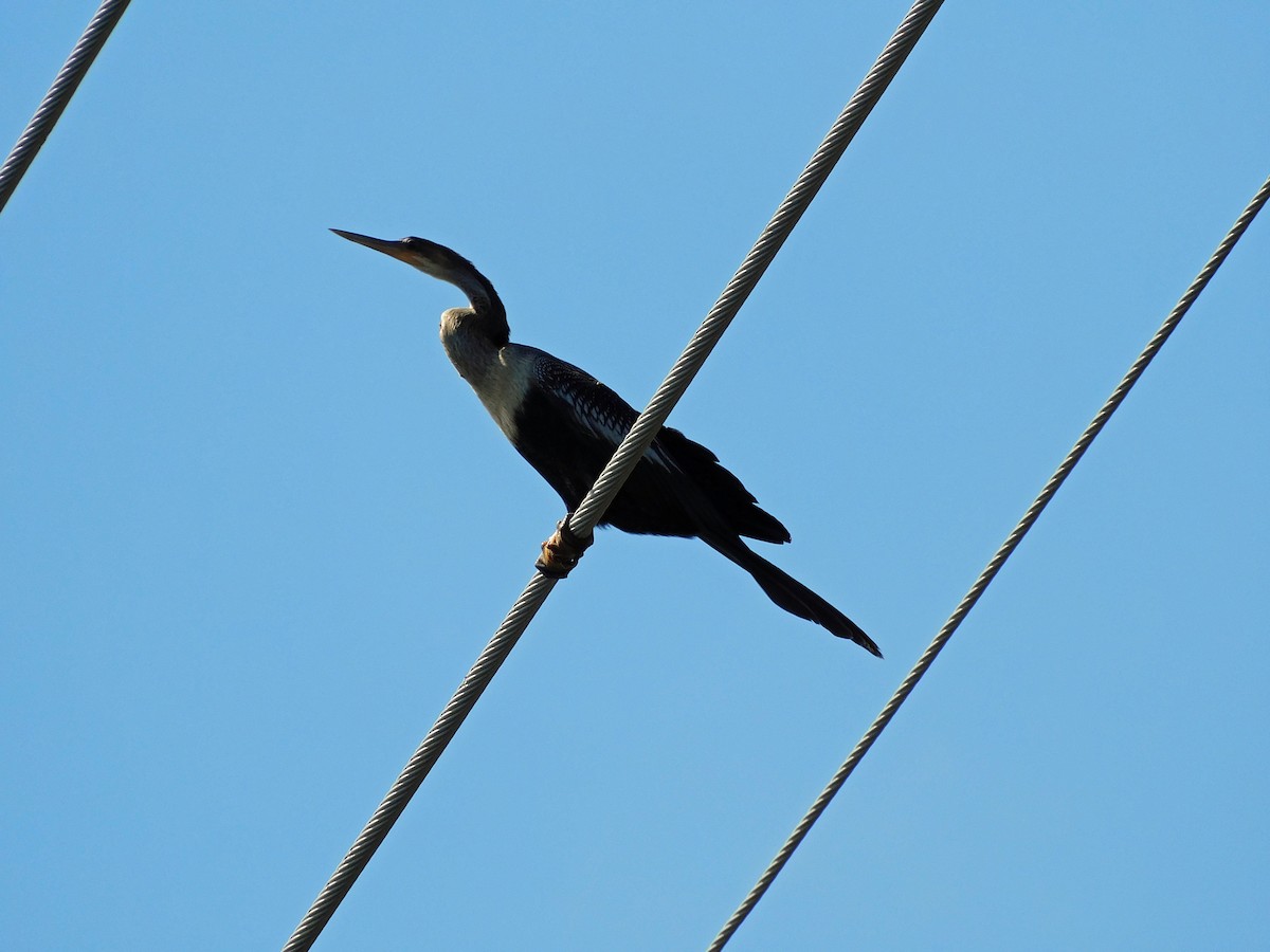 Anhinga - Mark Penkower