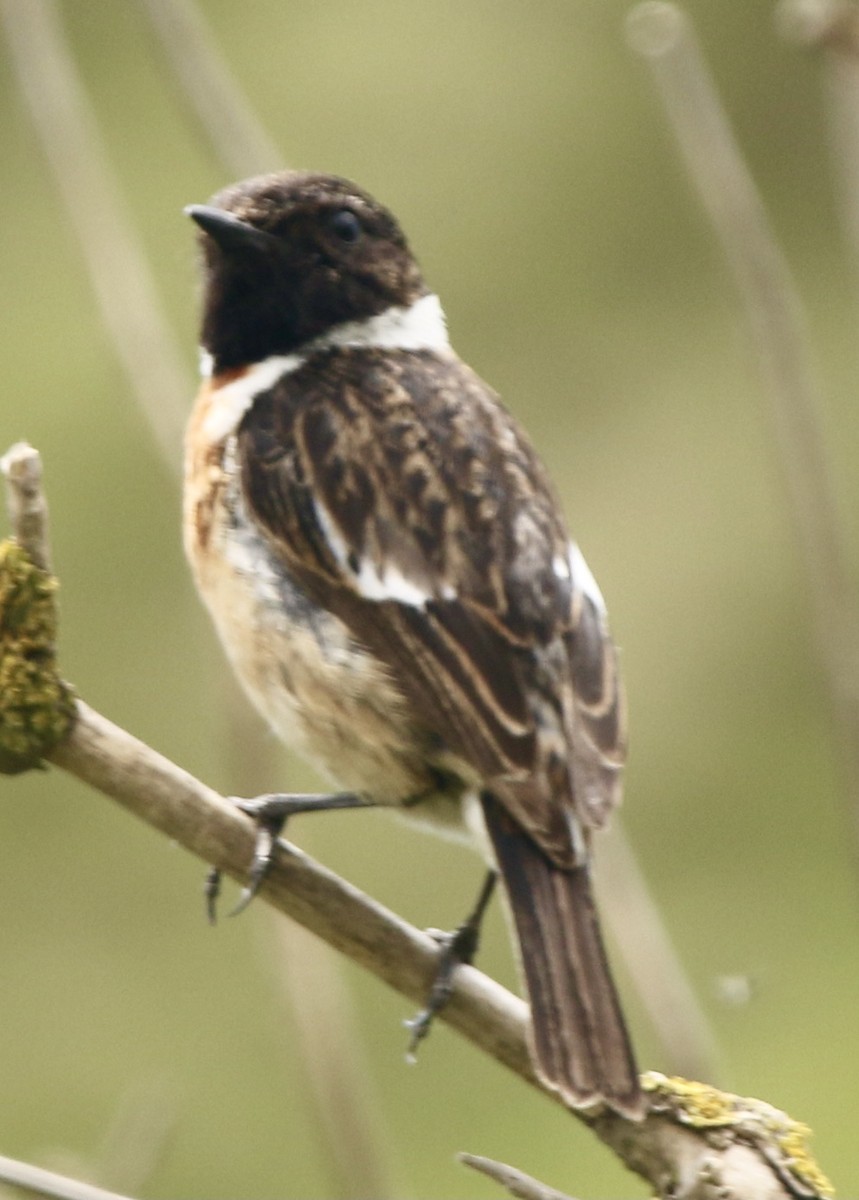 European Stonechat - Connie Lintz