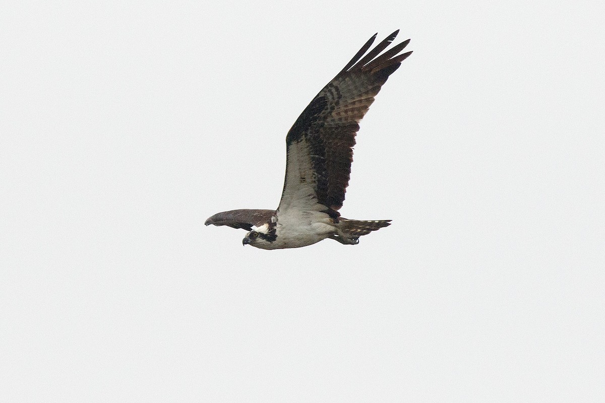 Águila Pescadora - ML452779681