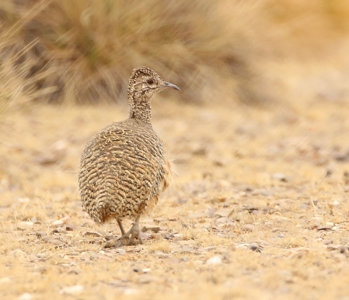 tinama zdobená - ML452779871