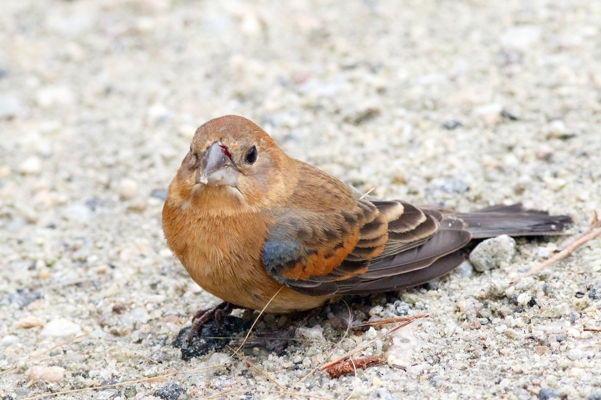 Blue Grosbeak - Naseem Reza