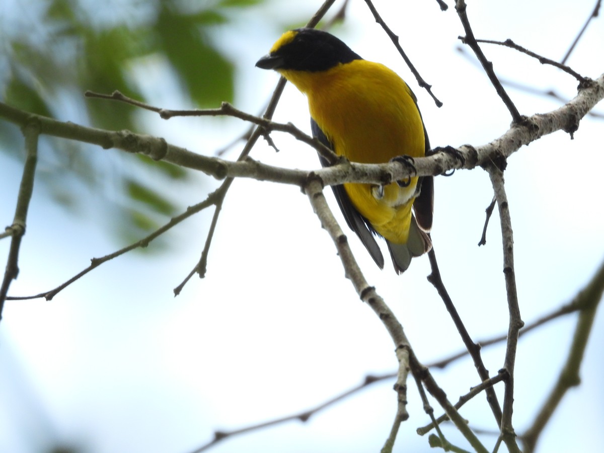 Yellow-throated Euphonia - ML452780171