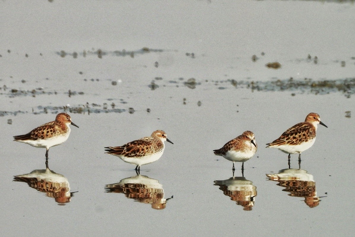 Little Stint - ML452781481