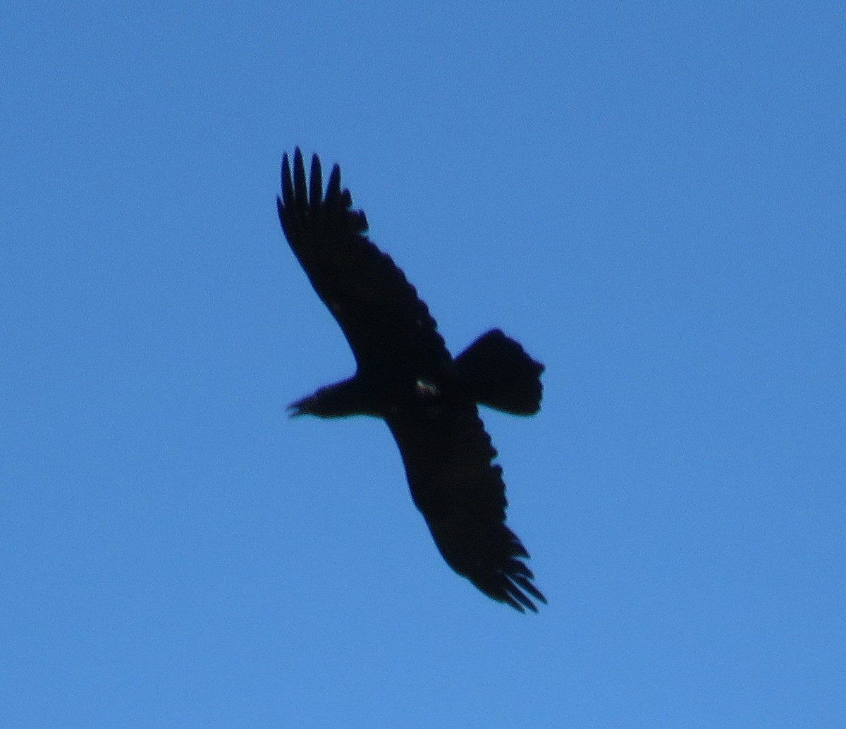 Common Raven - ML452782101