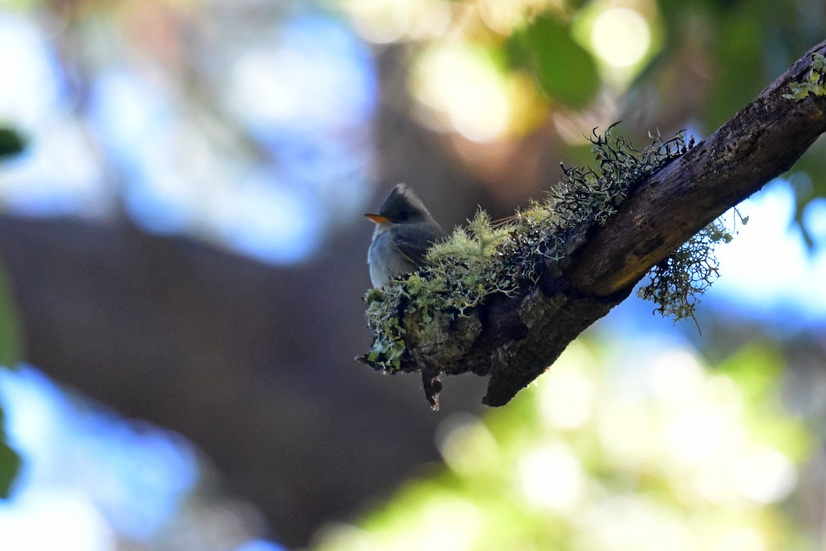 Greater Pewee - ML45278211